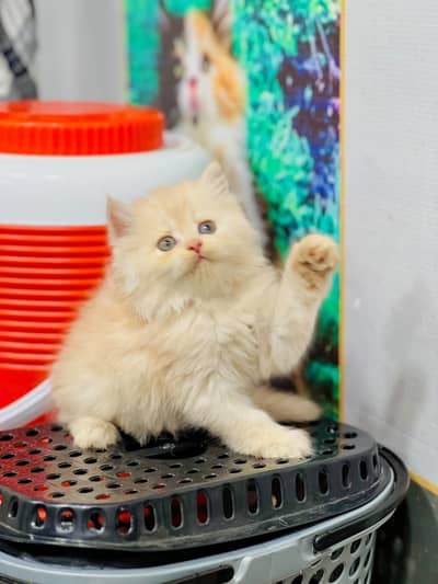 cash on delivery available Persian punch face cat kitten