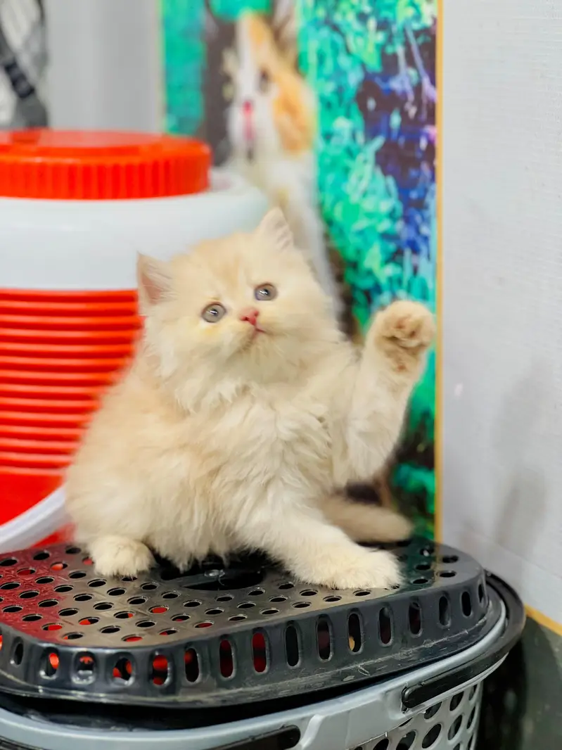 cash on delivery available Persian punch face cat kitten — photo 3