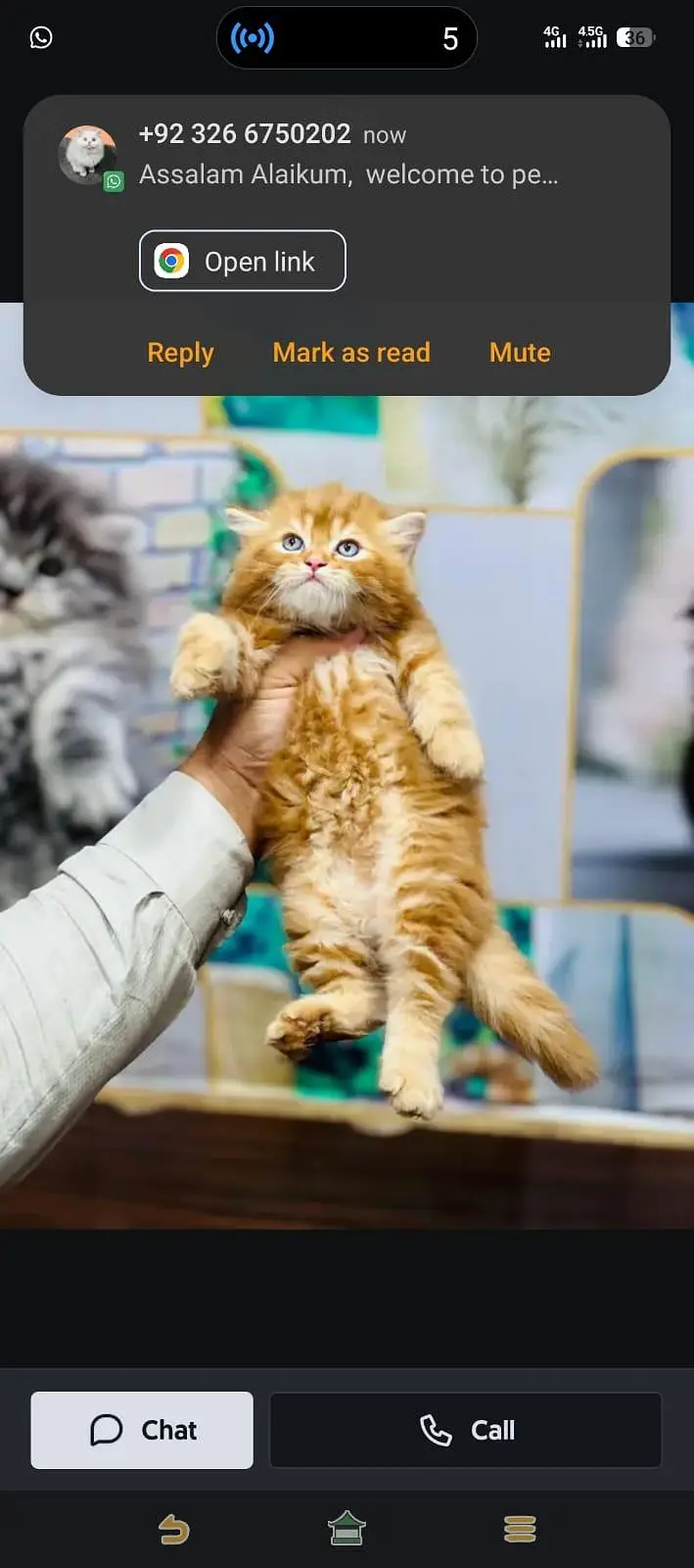 cash on delivery available Persian punch face cat kitten — photo 4