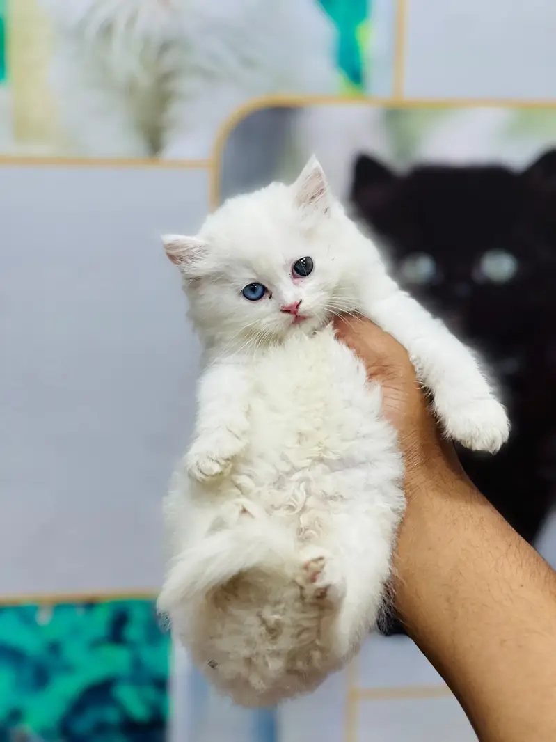 cash on delivery available Persian punch face cat kitten — photo 7