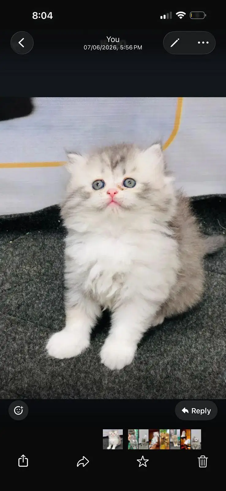 cash on delivery available Persian punch face cat kitten — photo 9