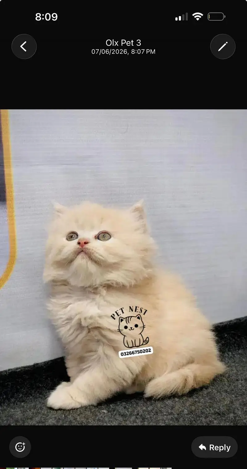 cash on delivery available Persian punch face cat kitten — photo 10