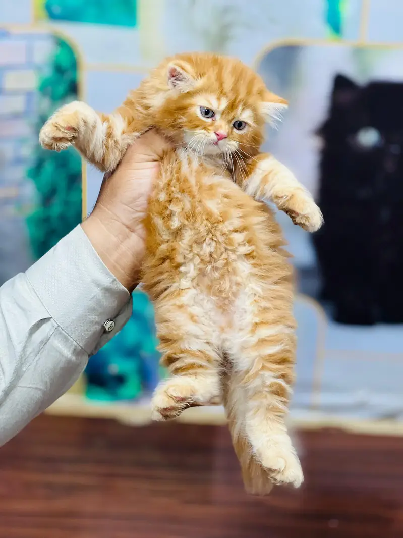 cash on delivery available Persian punch face cat kitten — photo 11