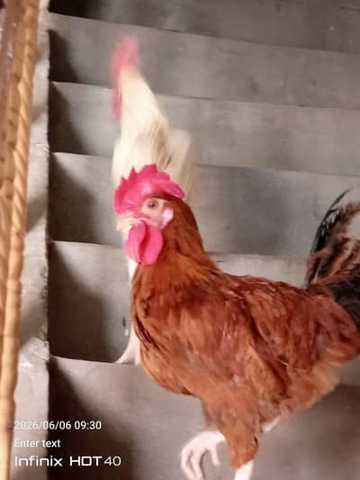 desi murg for sale