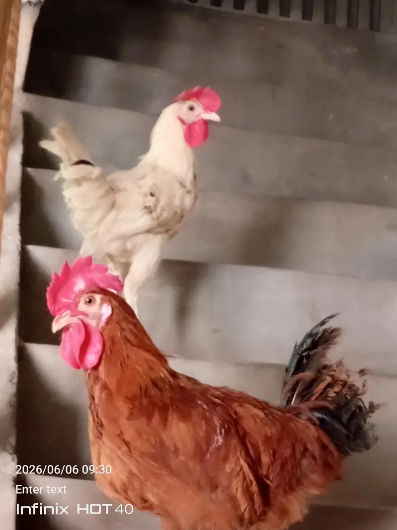 desi murg for sale — photo 2
