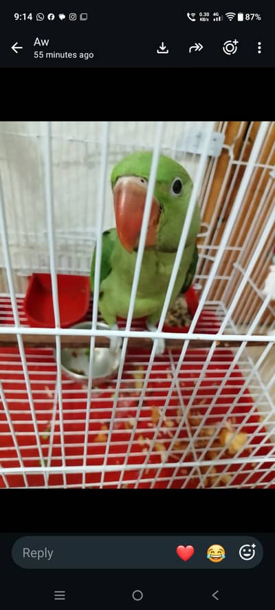Beautifull raw parot for sale 6 month age voice start 03044575156