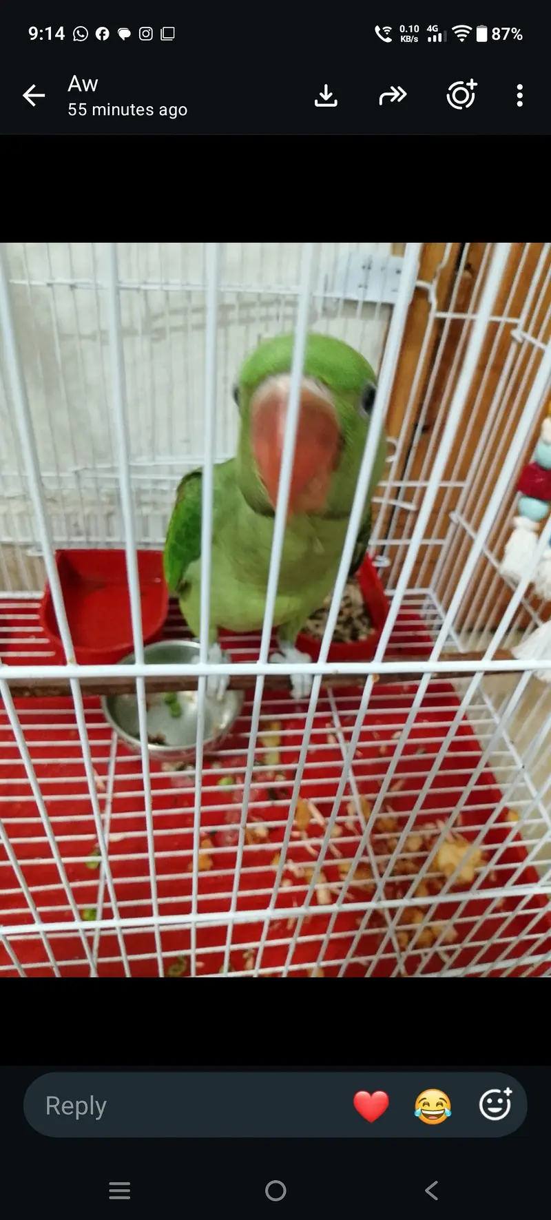 Beautifull raw parot for sale 6 month age voice start 03044575156 — photo 2