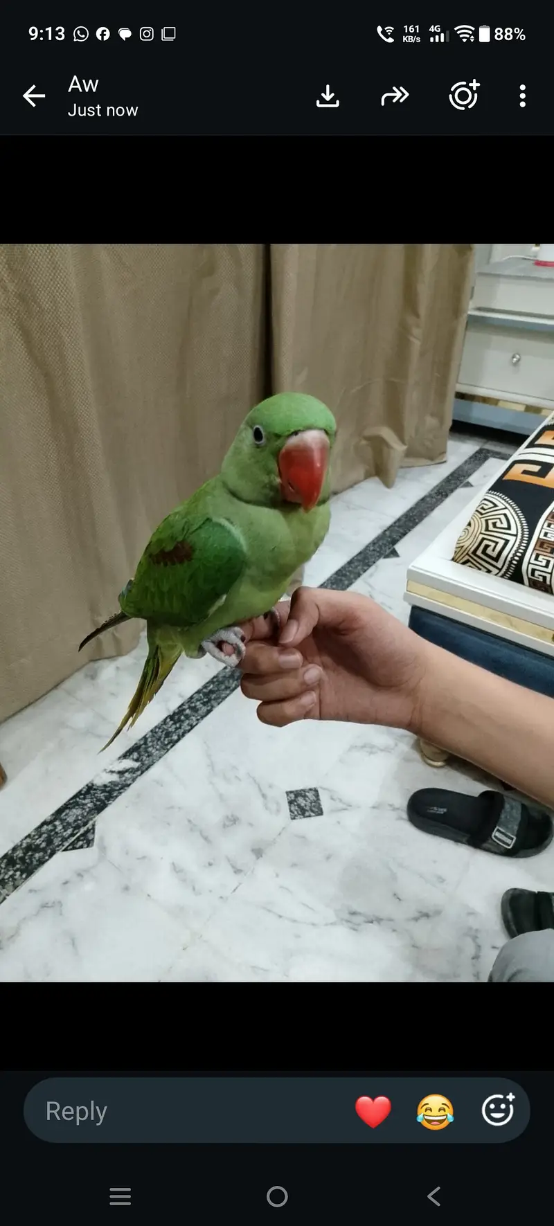 Beautifull raw parot for sale 6 month age voice start 03044575156 — photo 3