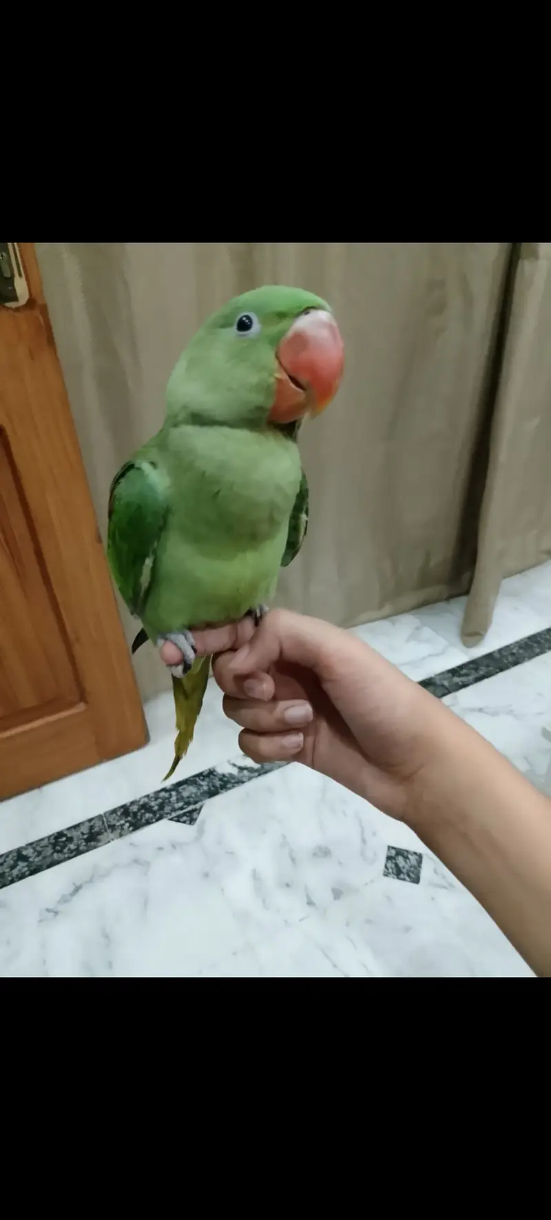 Beautifull raw parot for sale 6 month age voice start 03044575156 — photo 4