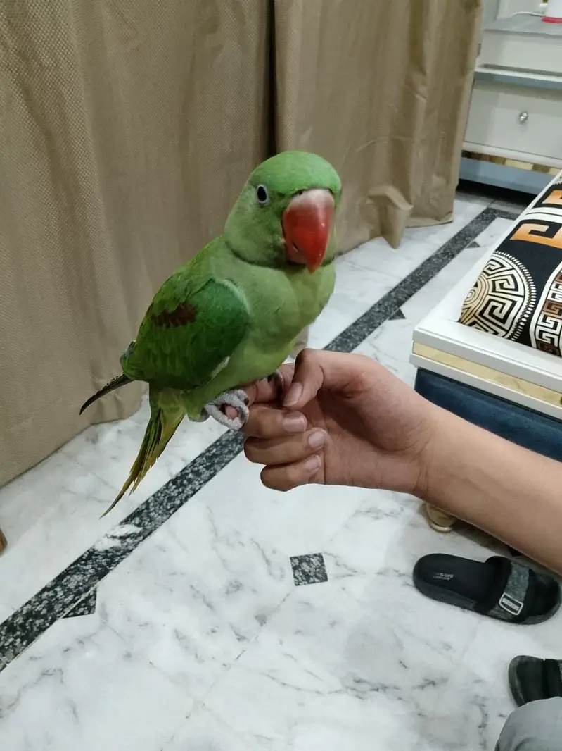 Beautifull raw parot for sale 6 month age voice start 03044575156 — photo 5
