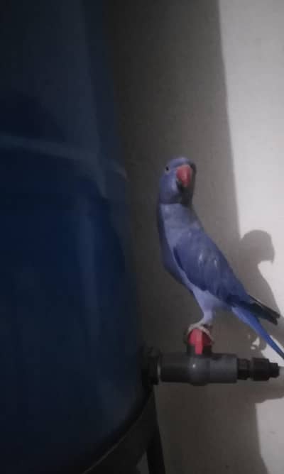 Good and atvig