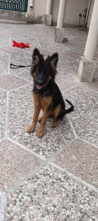 German shepherd long coat female