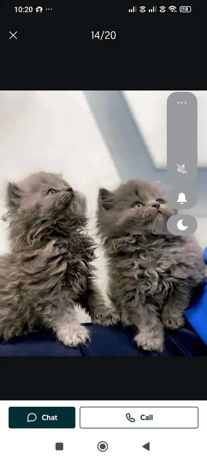 cash on delivery available Persian punch face cat kitten — photo 3