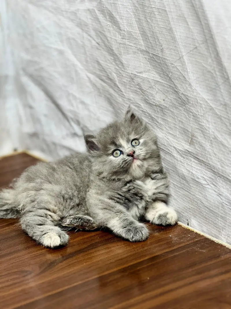 cash on delivery available Persian punch face cat kitten — photo 6