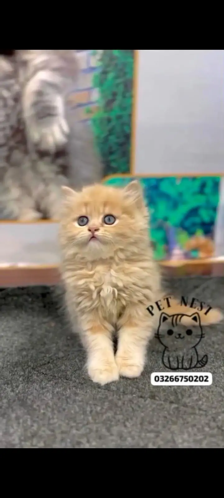 cash on delivery available Persian punch face cat kitten — photo 9