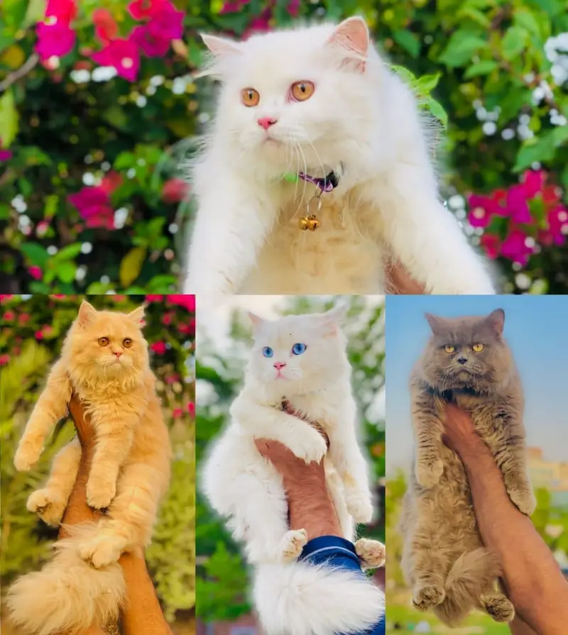 cash on delivery available Persian punch face cat kitten — photo 12