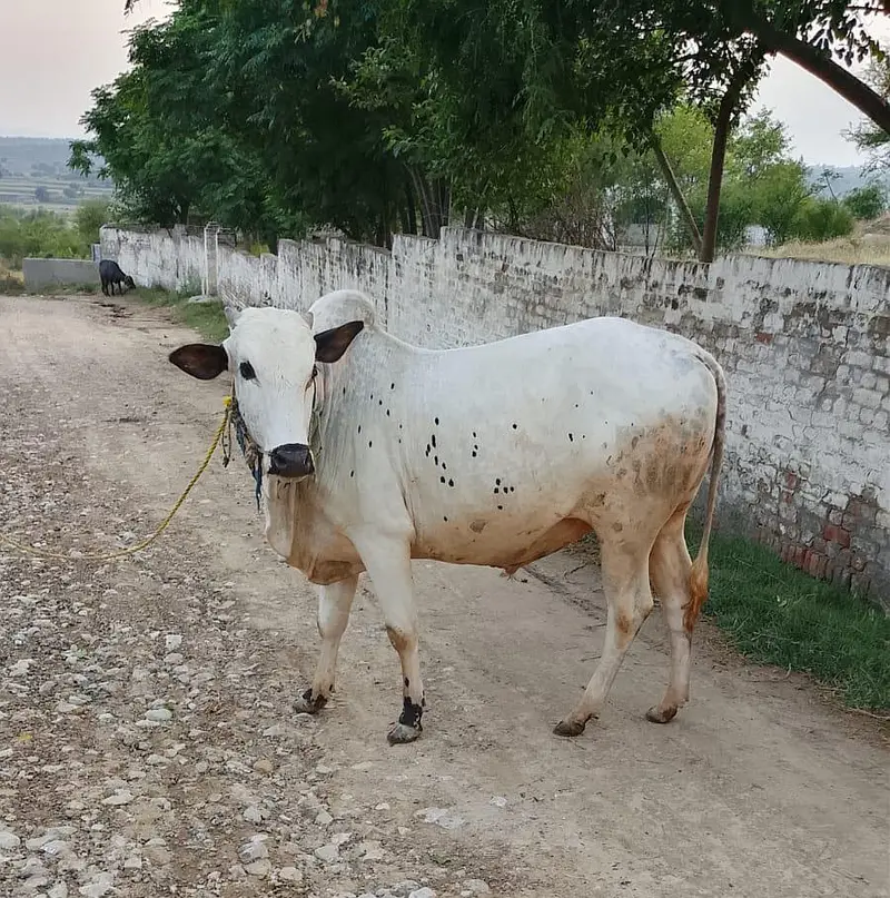 fateh jangi bull for sale