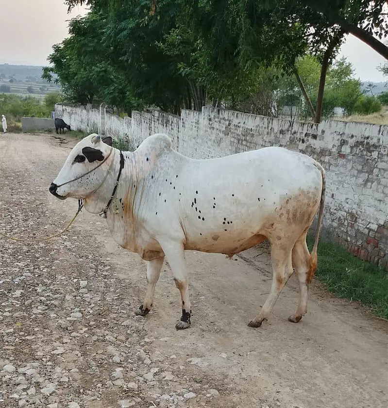 fateh jangi bull for sale — photo 2