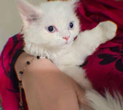 long coat blue eyes kitten for sale  urgent
