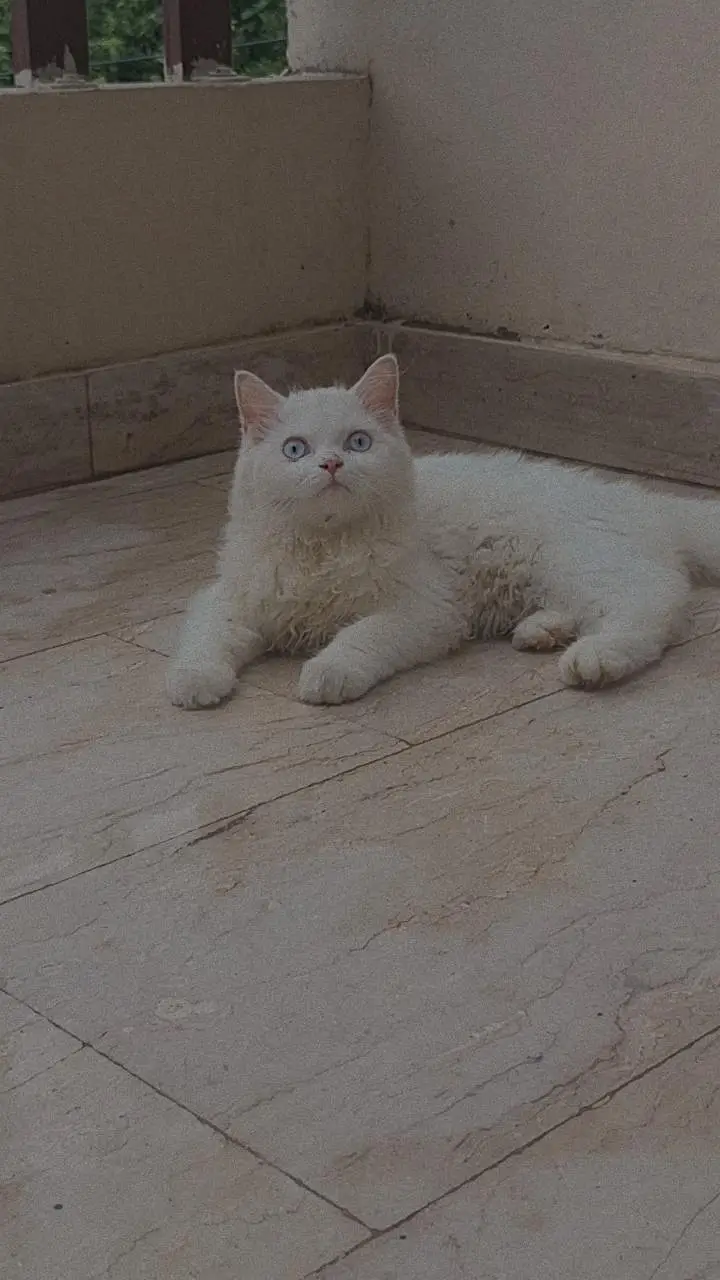 long coat blue eyes kitten for sale  urgent — photo 3