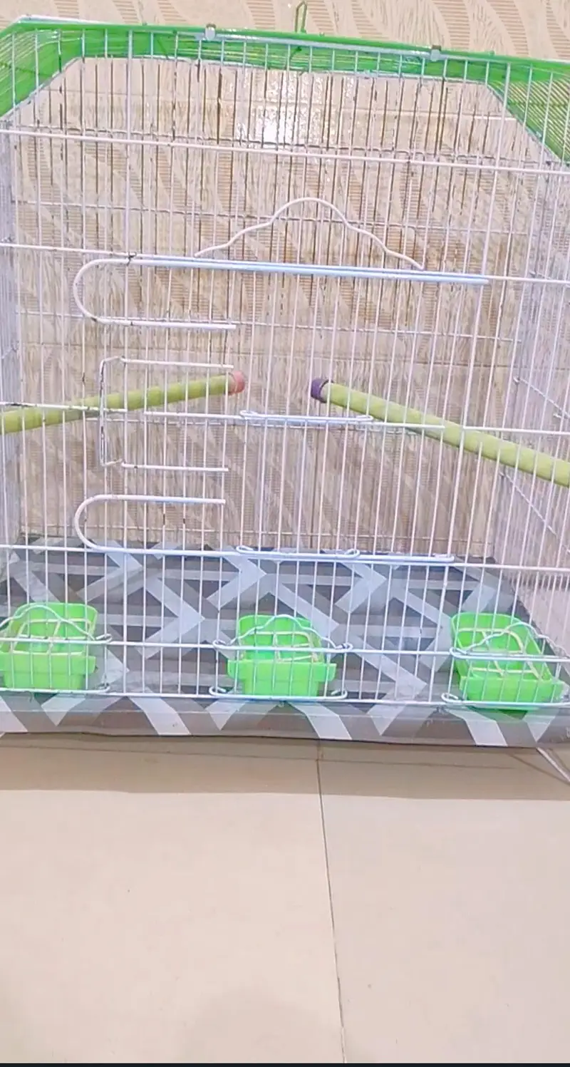 Big Size new Breeding Cage for sell with female — photo 2