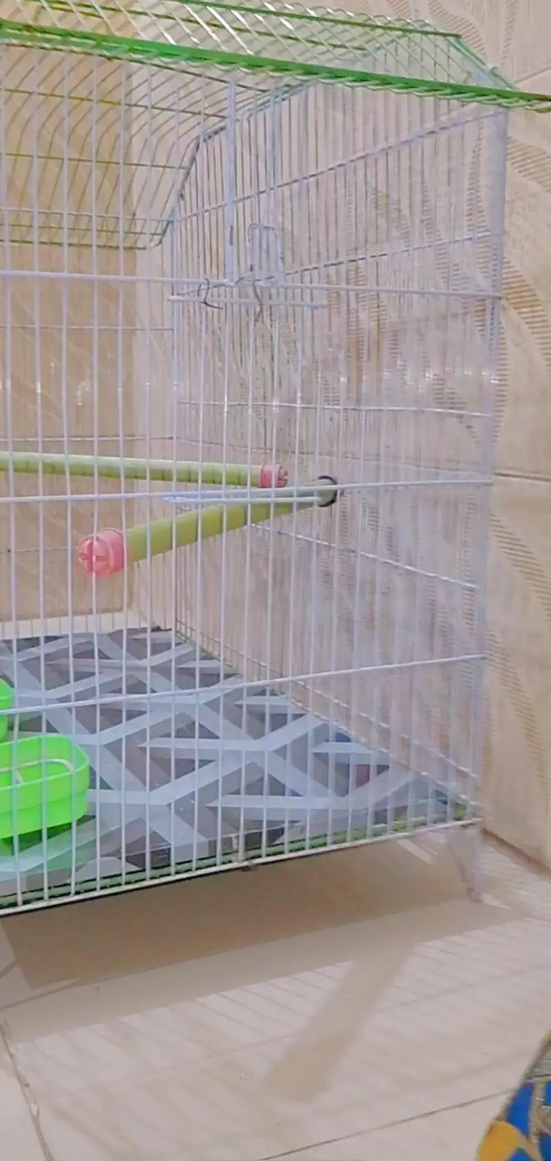Big Size new Breeding Cage for sell with female — photo 3