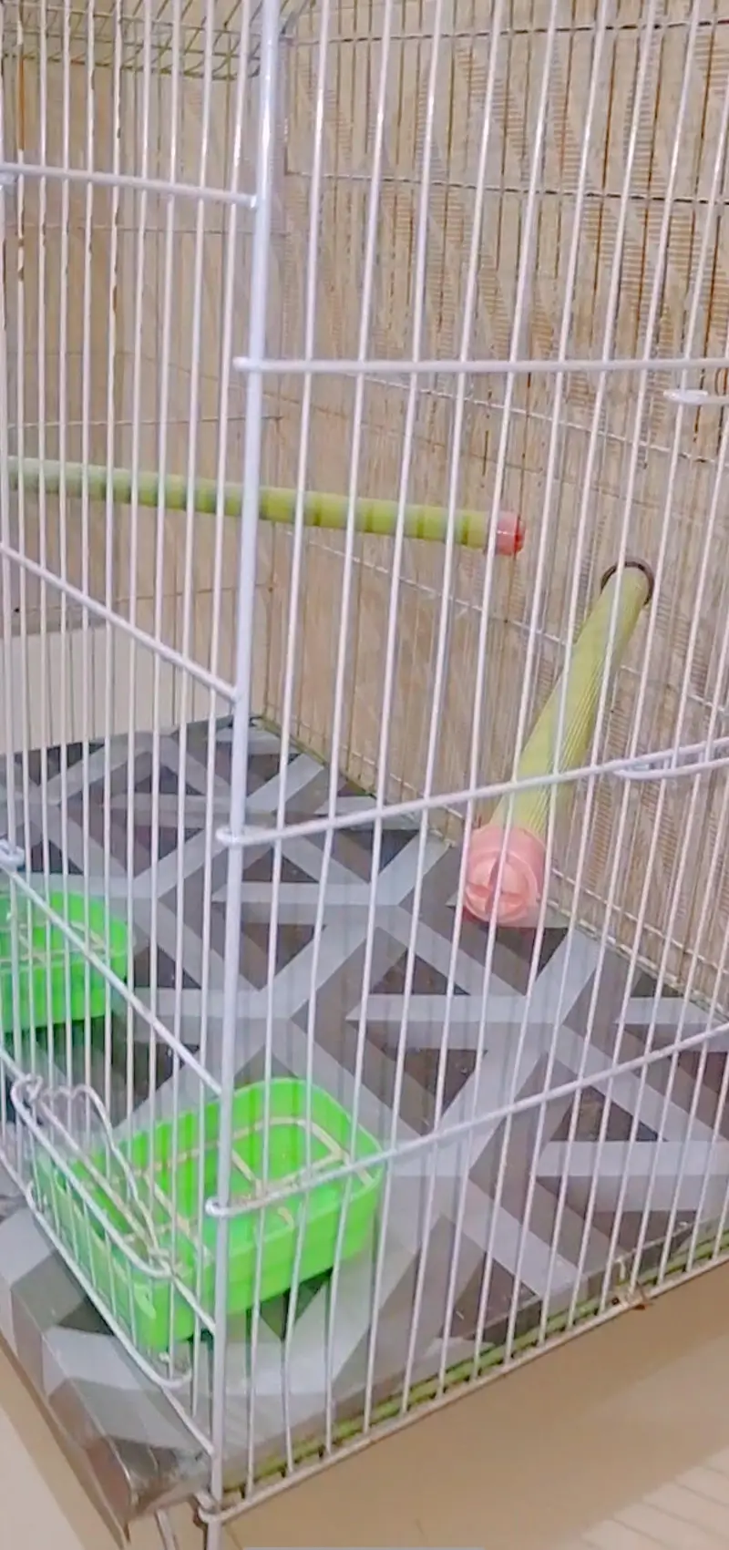 Big Size new Breeding Cage for sell with female — photo 4