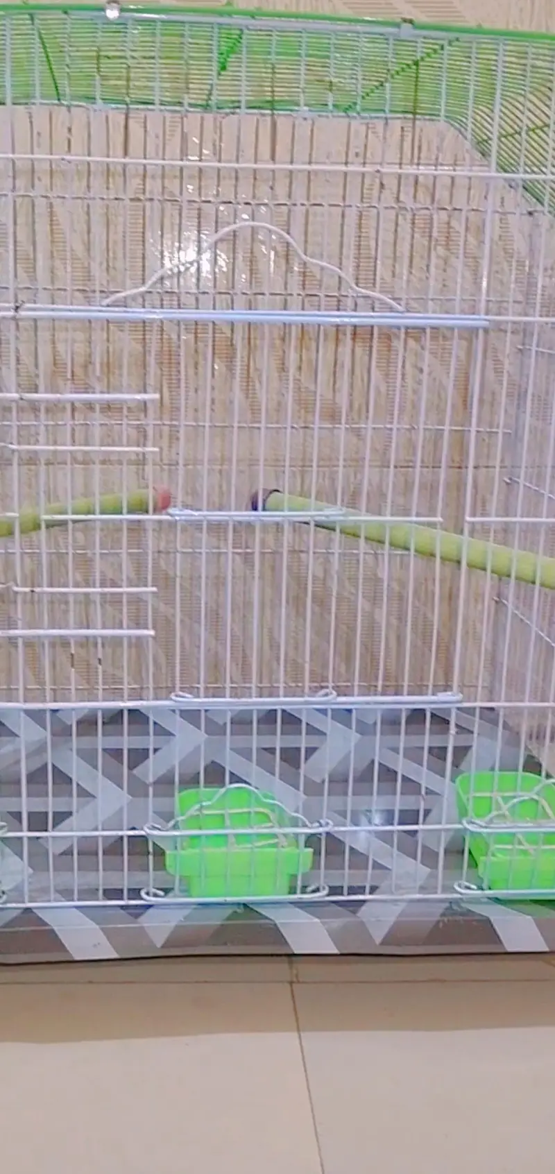 Big Size new Breeding Cage for sell with female — photo 5
