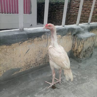 aseel heera home bareed white bareed guarantee zair dum