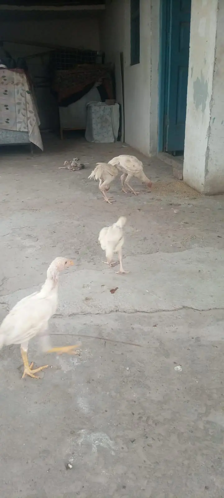 aseel heera home bareed white bareed guarantee zair dum — photo 2