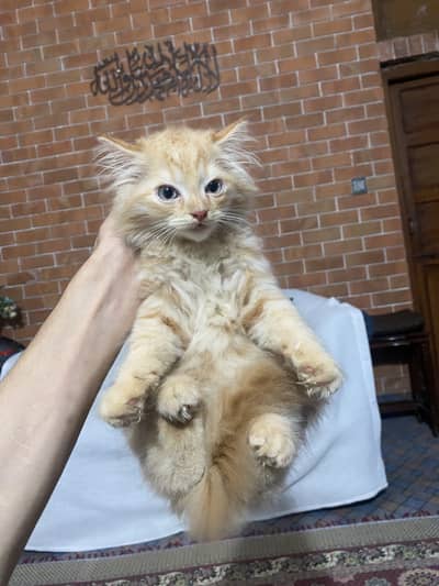 Persian himalayan kittens
