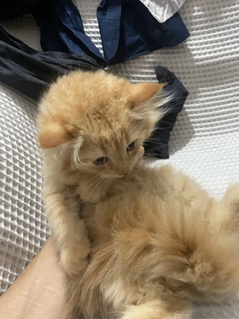 Persian himalayan kittens — photo 2