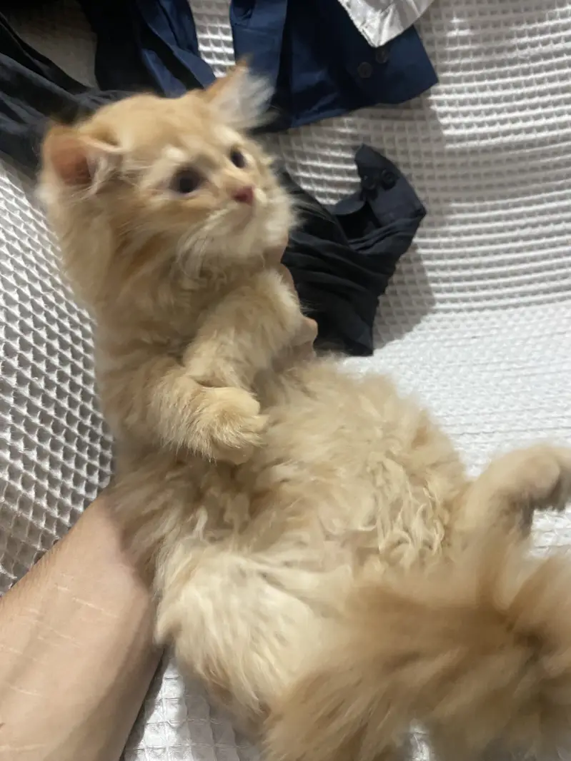 Persian himalayan kittens — photo 3