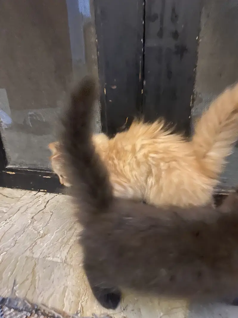 Persian himalayan kittens — photo 4