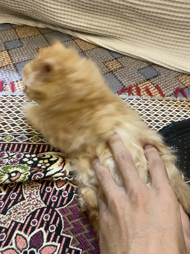 Persian himalayan kittens — photo 5