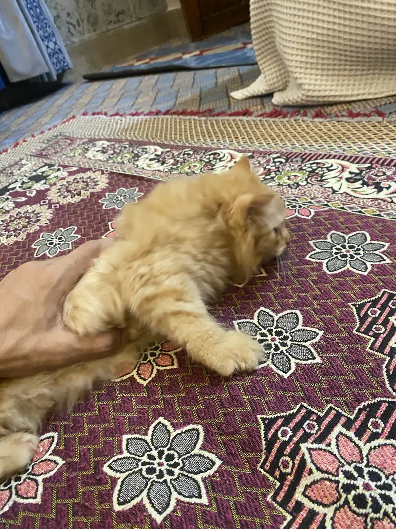 Persian himalayan kittens — photo 6