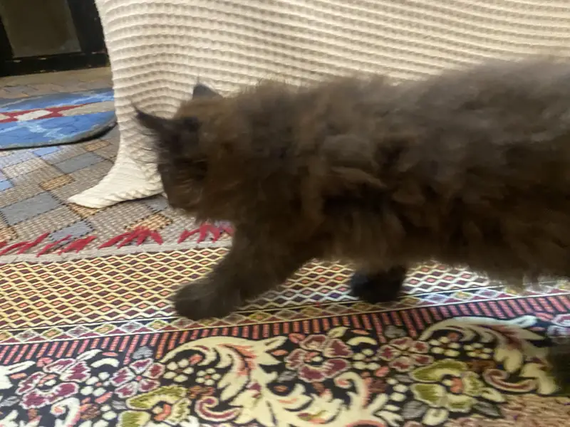 Persian himalayan kittens — photo 7