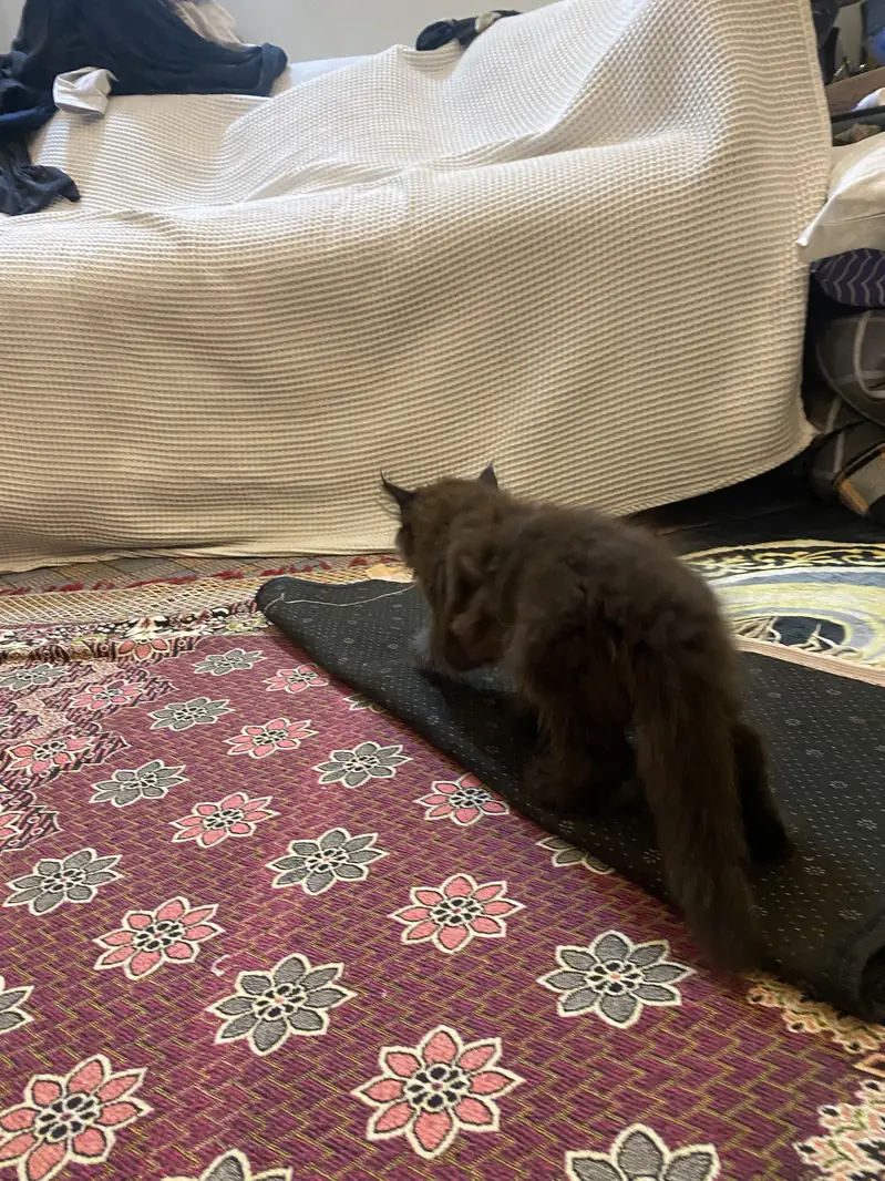 Persian himalayan kittens — photo 8