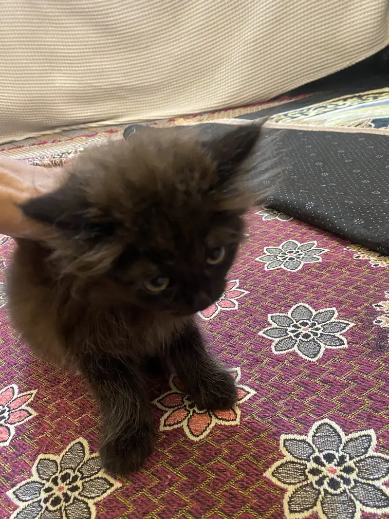 Persian himalayan kittens — photo 9