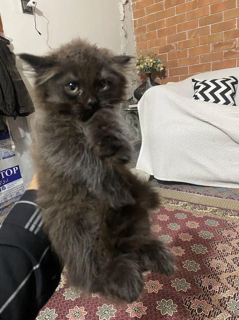 Persian himalayan kittens — photo 10