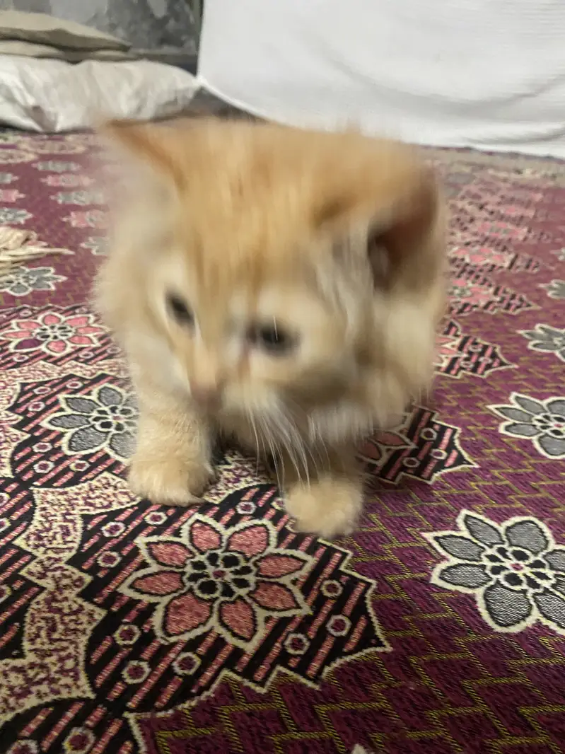 Persian himalayan kittens — photo 11