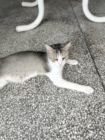Female cat up for adoption. Loving family needed Jo uski care karen