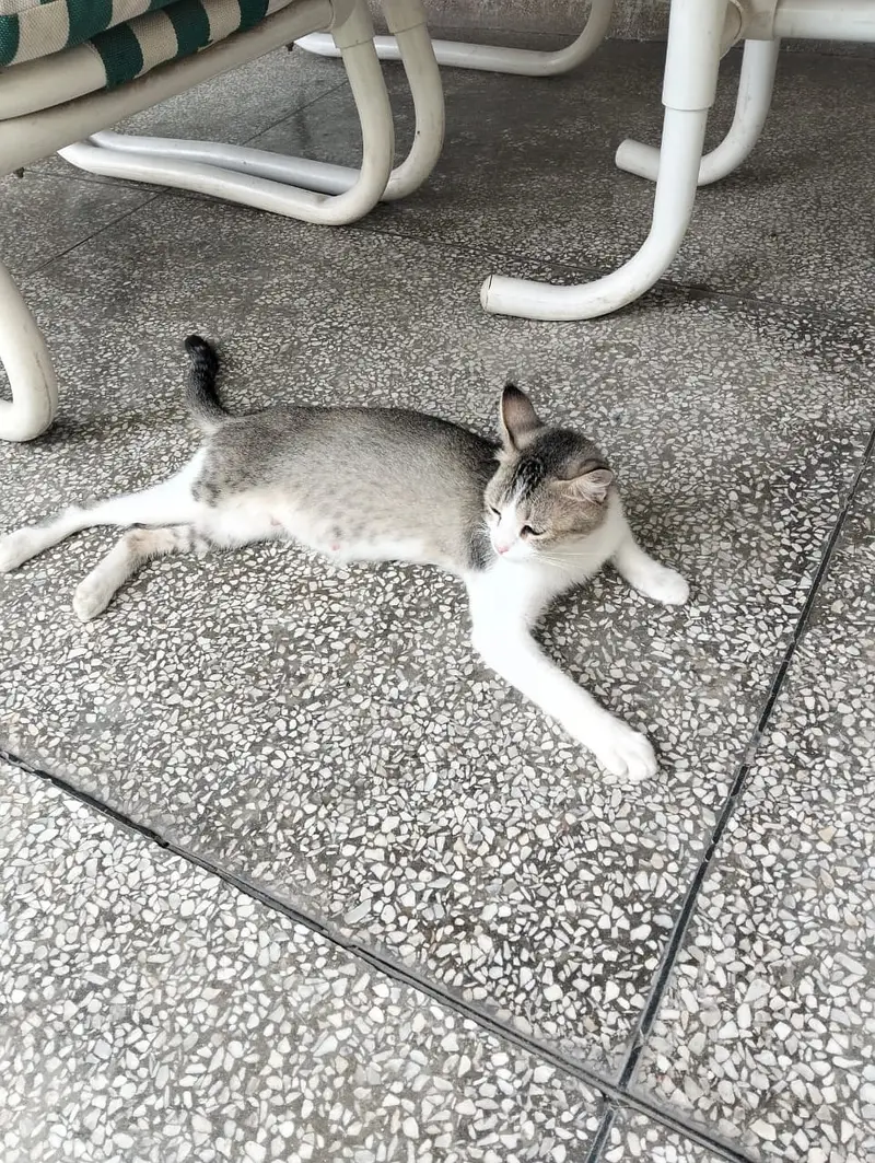 Female cat up for adoption. Loving family needed Jo uski care karen — photo 2