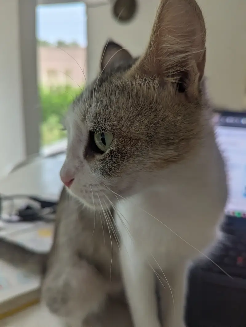 Female cat up for adoption. Loving family needed Jo uski care karen — photo 3