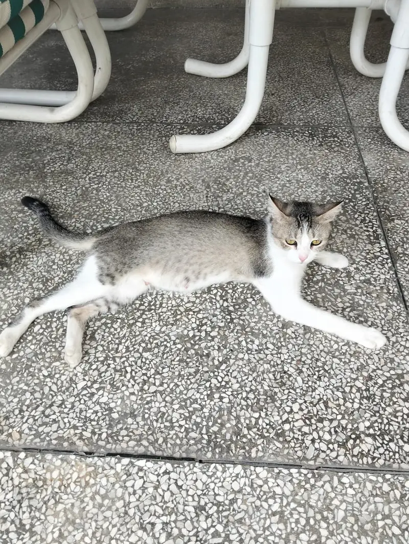 Female cat up for adoption. Loving family needed Jo uski care karen — photo 4