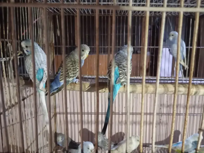 mix tooty hain phatty or full axhy tooty hain — photo 6