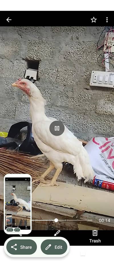Heera Aseel pair for sale whatapp 03175504062