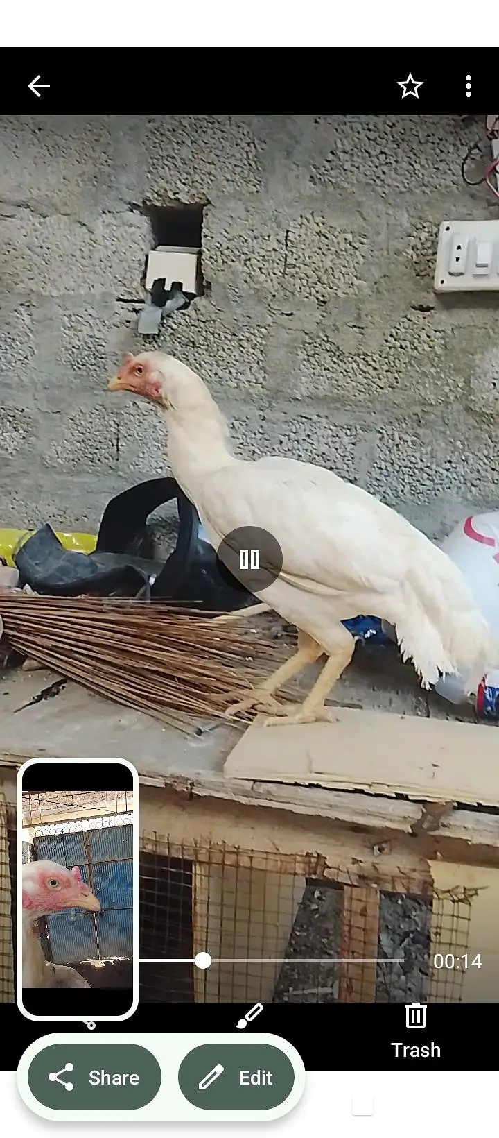 Heera Aseel pair for sale whatapp 03175504062 — photo 2