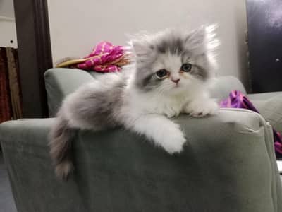 Persian calico kitten