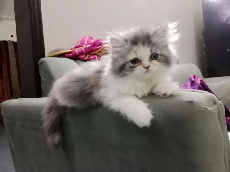 Persian calico kitten — photo 2